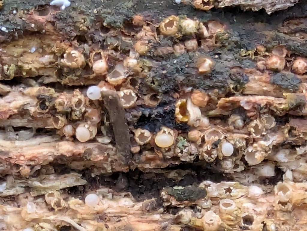 Sphaerobolus stellatus · November 2025 · photo: © pilmar (iNaturalist, cc0)
