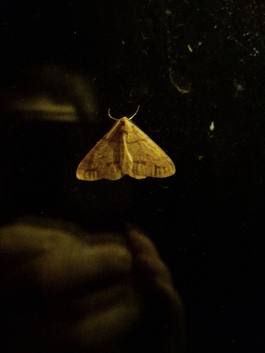 Scarce Umber Moth, Melderslo, photo 10 of 10