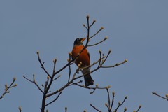 Turdus migratorius migratorius