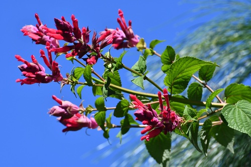Salvia wagneriana, photograph 4