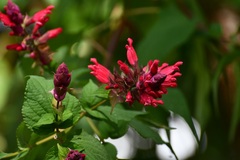 Salvia wagneriana, photograph (c) Neptalí Ramírez Marcial, some rights reserved (CC BY)