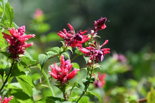 Salvia wagneriana, photograph 5