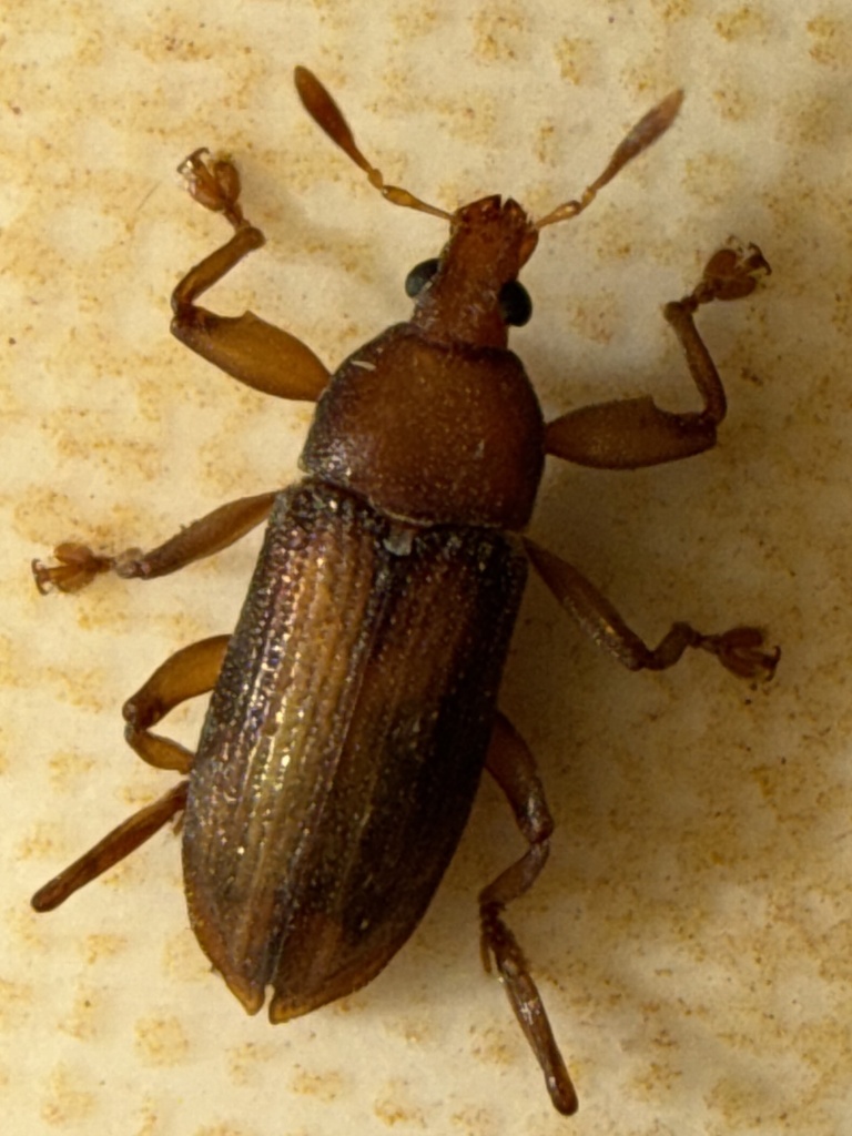 Ulomascus insolitus