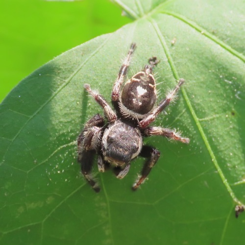 Phidippus albulatus (Phidippus albulatus)