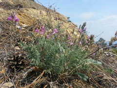 Oxytropis coerulea