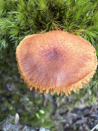 Gymnopilus observed 2025-11-18