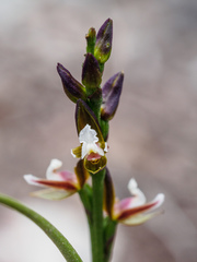 Prasophyllum brevilabre