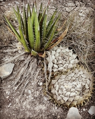 Ariocarpus retusus retusus