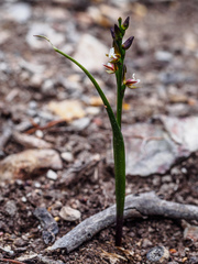 Prasophyllum brevilabre