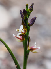 Prasophyllum brevilabre