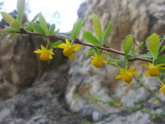 Berberis sibirica