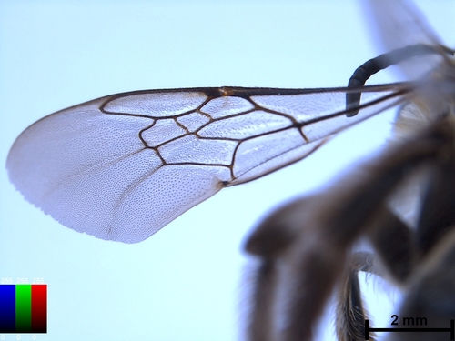 iNaturalist observation photo of Eucera