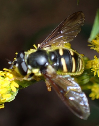 Unknown species found near Amherst, MA, USA