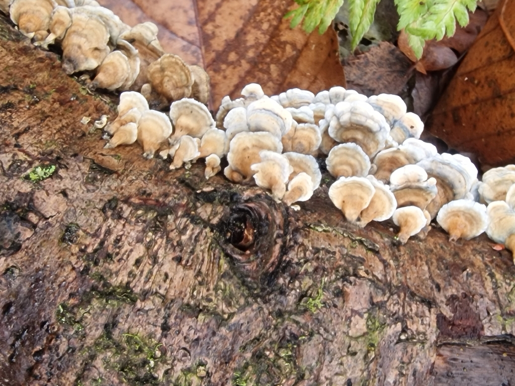 Plicatura crispa · November 2025 · photo: © sim_elliott (iNaturalist, cc0)