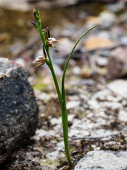 Prasophyllum brevilabre
