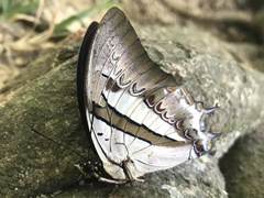 Polyura schreiber