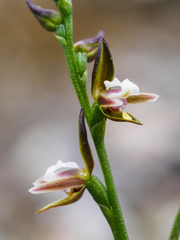 Prasophyllum brevilabre