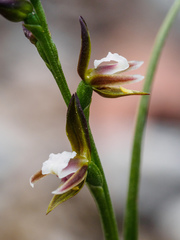 Prasophyllum brevilabre