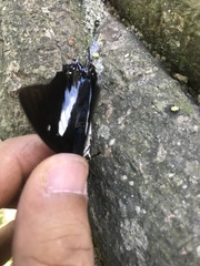 Polyura schreiber