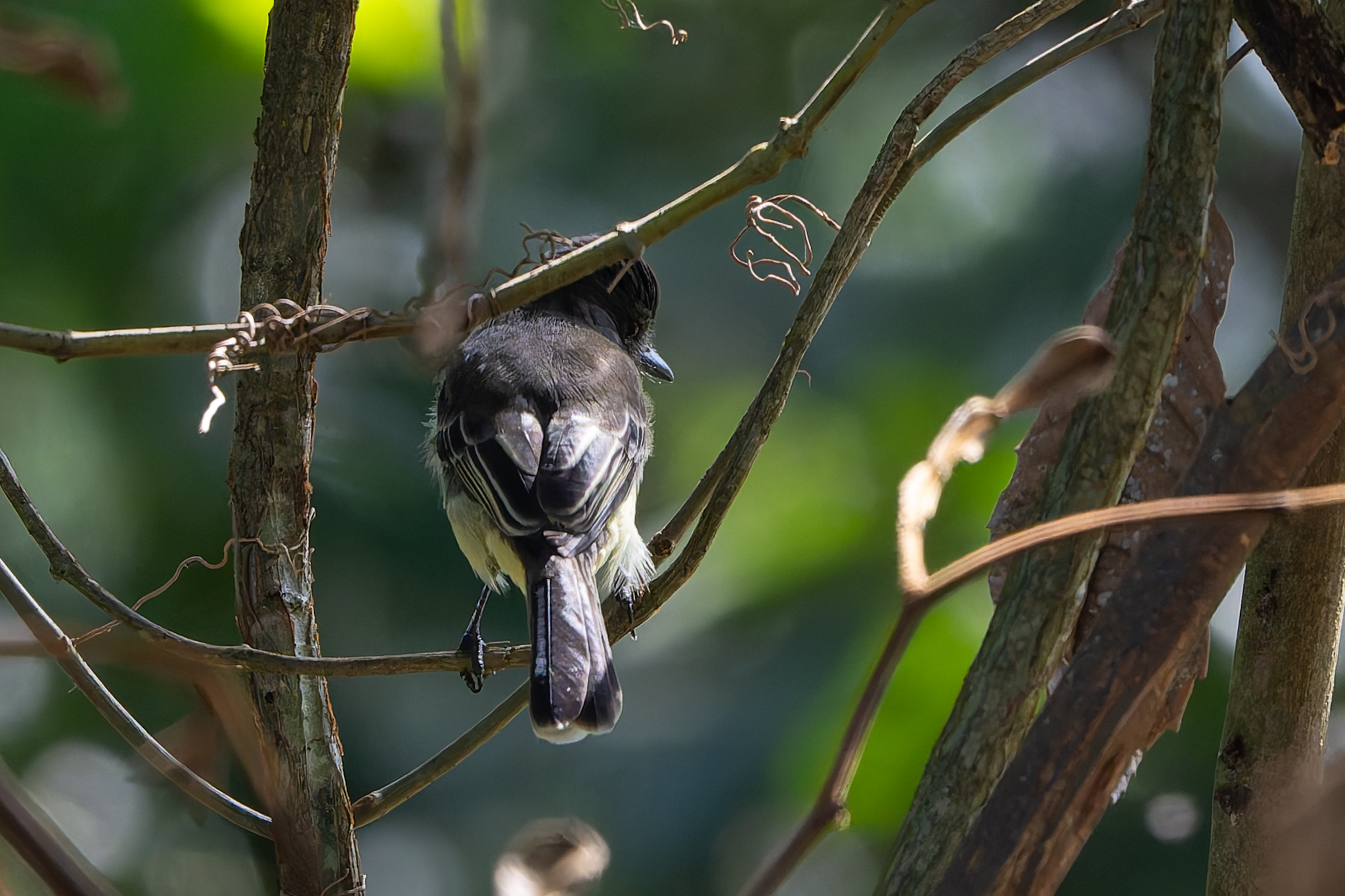 Apical Flycatcher (Myiarchus apicalis), photo 1