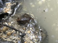 Occidozyga martensii