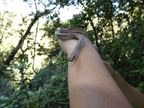 White-lipped Smooth Snake