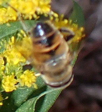 Unknown species found near Amherst, MA, USA