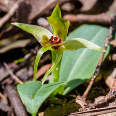 Chiloglottis triceratops
