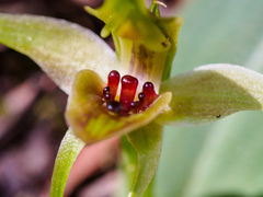 Chiloglottis triceratops
