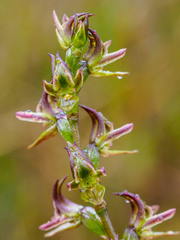 Prasophyllum concinnum