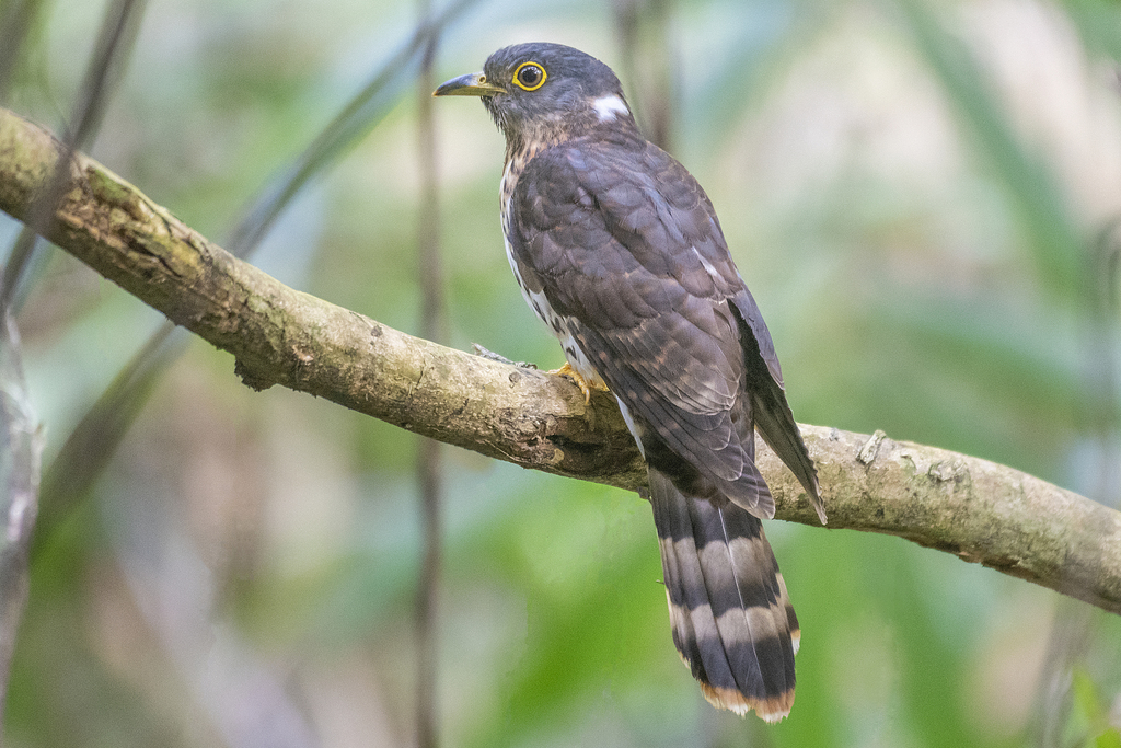 Malaysian Hawk-Cuckoo (Hierococcyx fugax) photo