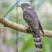 Malaysian Hawk-Cuckoo - Photo (c) John Clough, some rights reserved (CC BY-NC), uploaded by John Clough