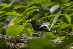 Enicurus leschenaulti