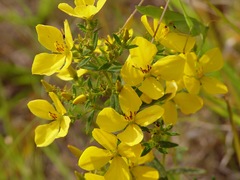 Rhexia lutea