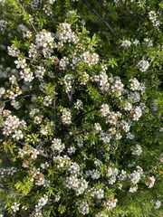 Kunzea tenuicaulis