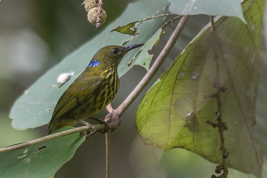 Kurochkinegramma