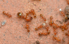 Pheidole bilimeki