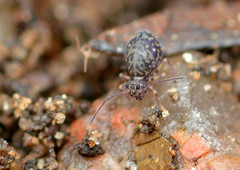 Ptenothrix marmorata