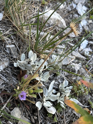 Parry's Townsend-daisy (Townsendia parryi)