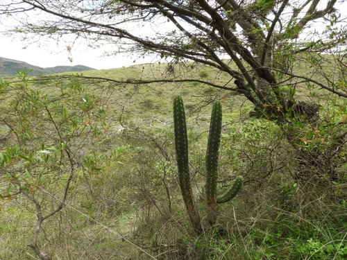 Borzicactus fieldianus (Borzicactus fieldianus)