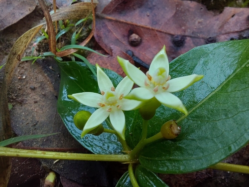 Fadogia triphylla triphylla
