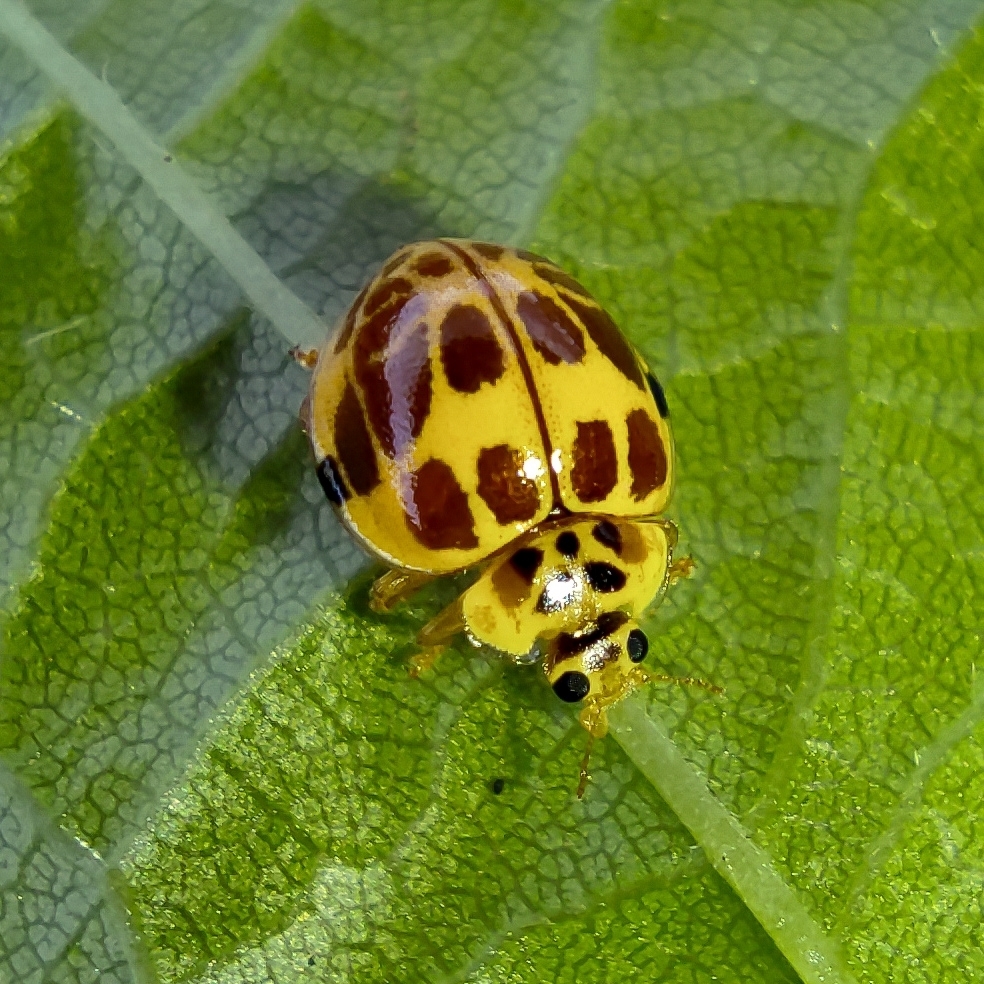 Fungus-eating Lady Beetles