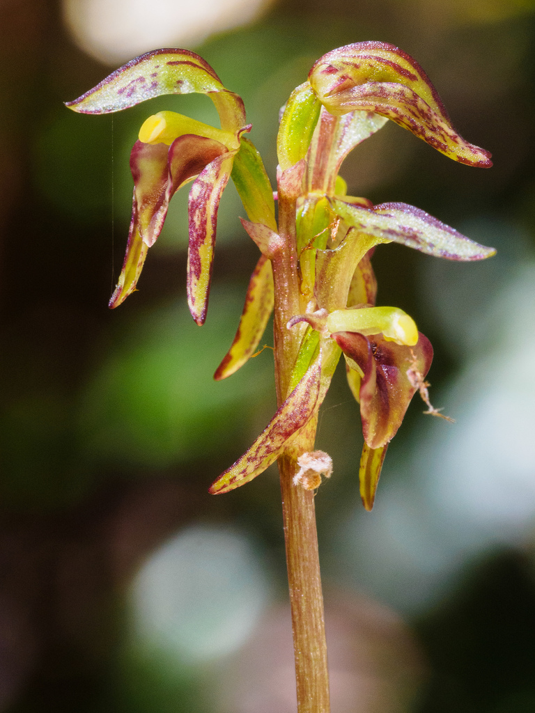 beech orchid