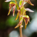 Beech Orchid - Photo (c) Andrew Dilley, some rights reserved (CC BY-NC), uploaded by Andrew Dilley