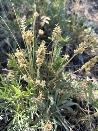 boreal locoweed (Oxytropis borealis)