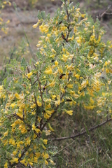 Caragana buriatica
