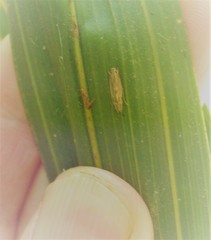 Amphixystis hapsimacha