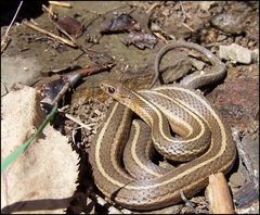Thamnophis brachystoma