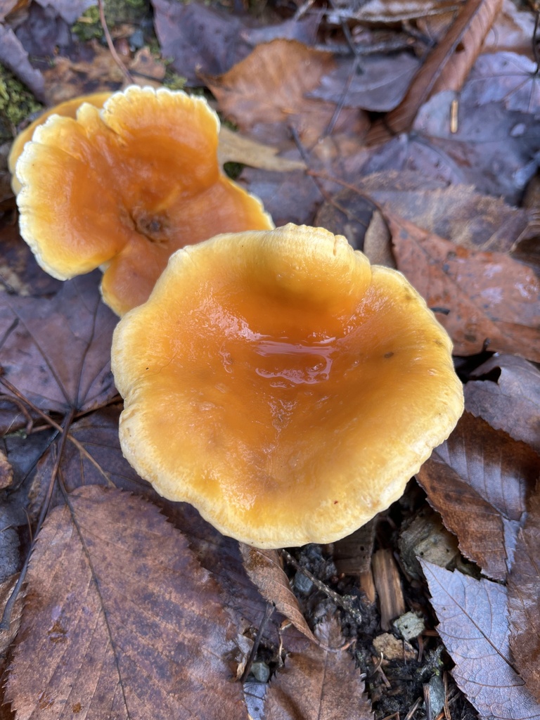 Hygrophoropsis aurantiaca · November 2025 · photo: © jamievanbuskirk (iNaturalist, cc-by)
