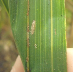 Amphixystis hapsimacha